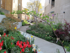 Marchmont Community Garden